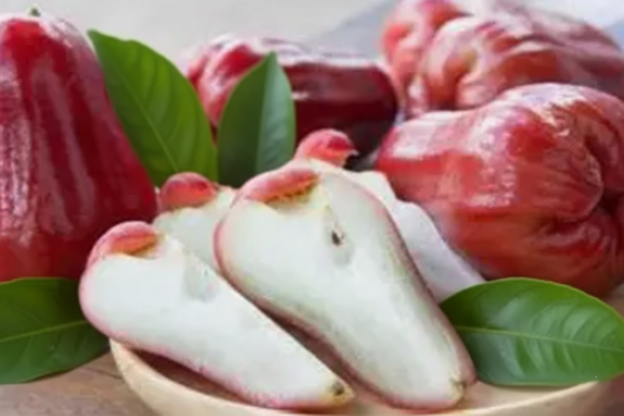 Jambo fruta saudável para diabéticos